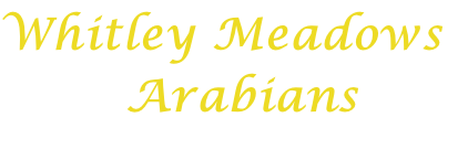 Whitley Meadows  Arabians